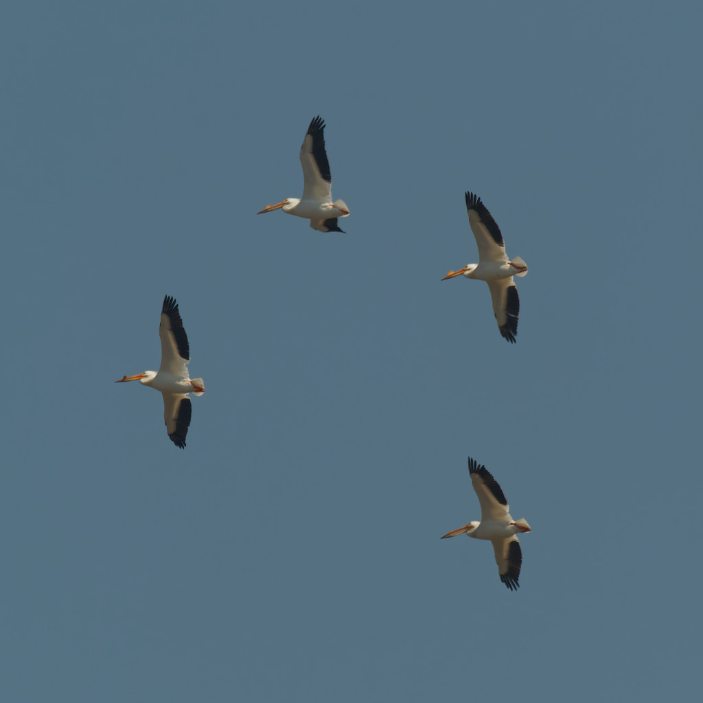 American white pelicans by rminer
