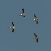 4th Apr 2021 - American white pelicans