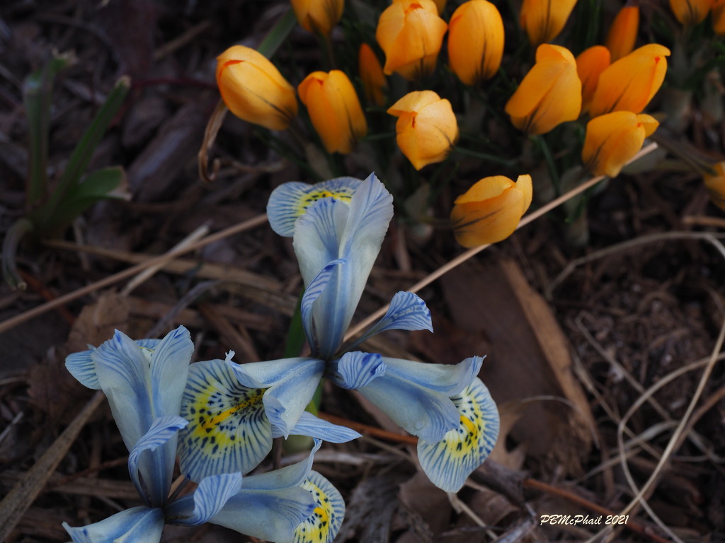 Iris and Crocus by selkie