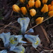 Iris and Crocus by selkie