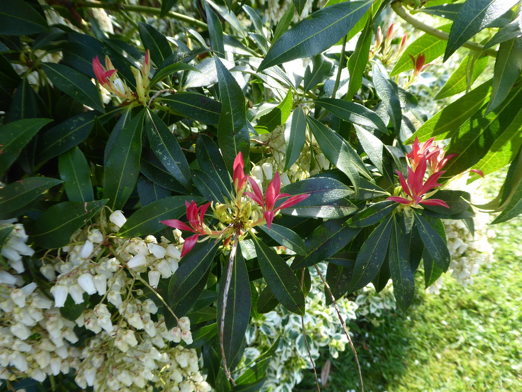 Pieris by snowy