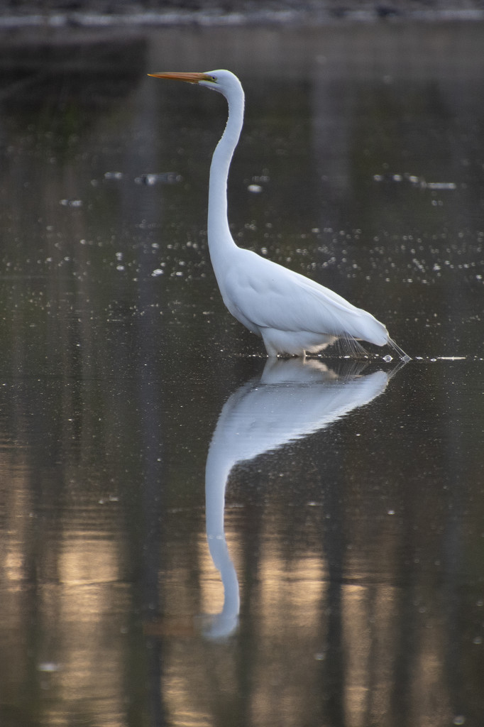 Stately Egret by timerskine