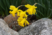 1st Apr 2021 - Daffodils