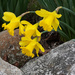 Daffodils by falcon11
