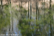 3rd Apr 2021 - Pond Abstract