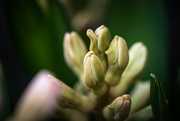 4th Apr 2021 - Hyacinths In Progress