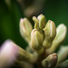 Hyacinths In Progress by swchappell