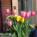Easter tulips by kchuk