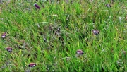5th Apr 2021 - Finches, Rain & Grass Seeds ~   