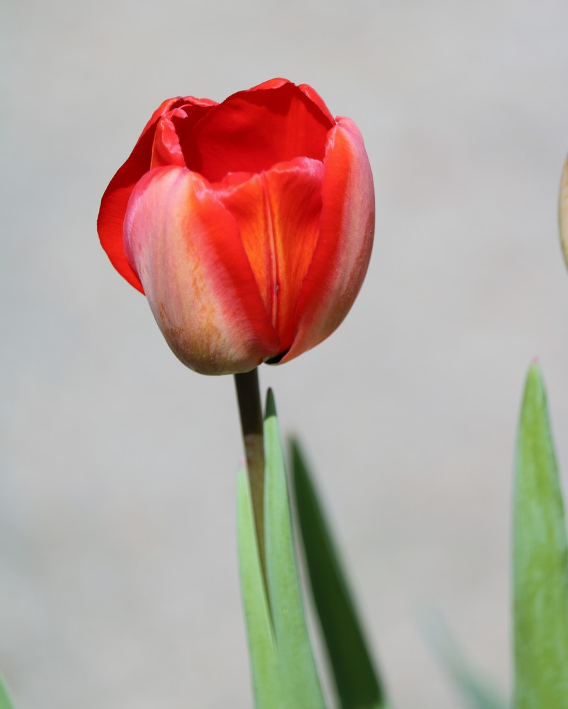 April 3: Spring Tulip by daisymiller