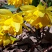 Daffodils in the woods  by julie