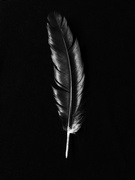5th Apr 2021 - black feather