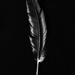 black feather by kali66