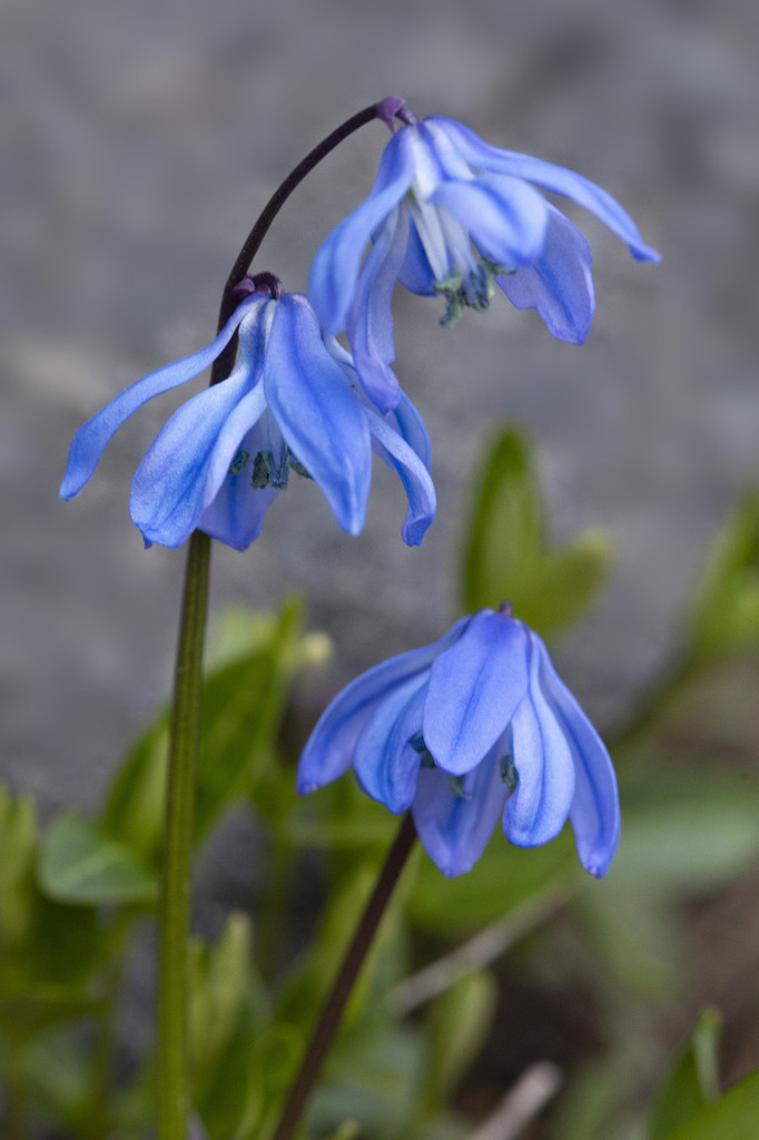 Siberian Squill Wildflowers by pdulis