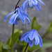 Siberian Squill Wildflowers by pdulis