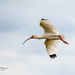 Ibis in Flight by lynne5477