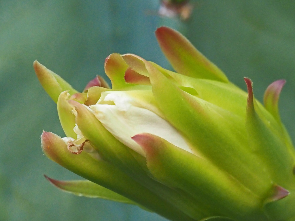  Flower of large cactus by ianjb21