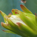  Flower of large cactus by ianjb21