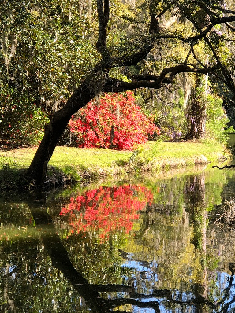 Live oak and azalea reflections by congaree