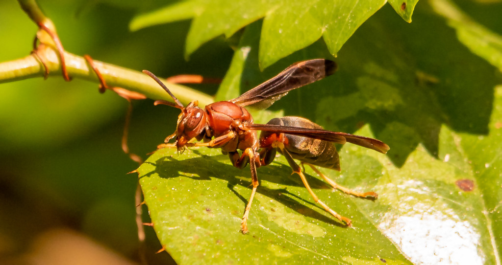 Wasp! by rickster549