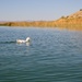 Fowl waters for Easter Morning by jeffjones