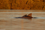 3rd Apr 2021 - Sunset dolphins