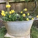 Bowl full of Daffodils.... by anne2013