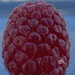 Raspberry by clay88