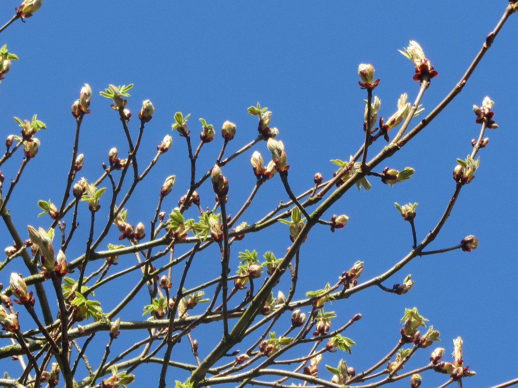 Blue sky and Spring buds. by grace55