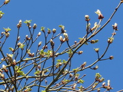 5th Apr 2021 - Blue sky and Spring buds.
