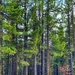 Among Tall Trees by gardenfolk