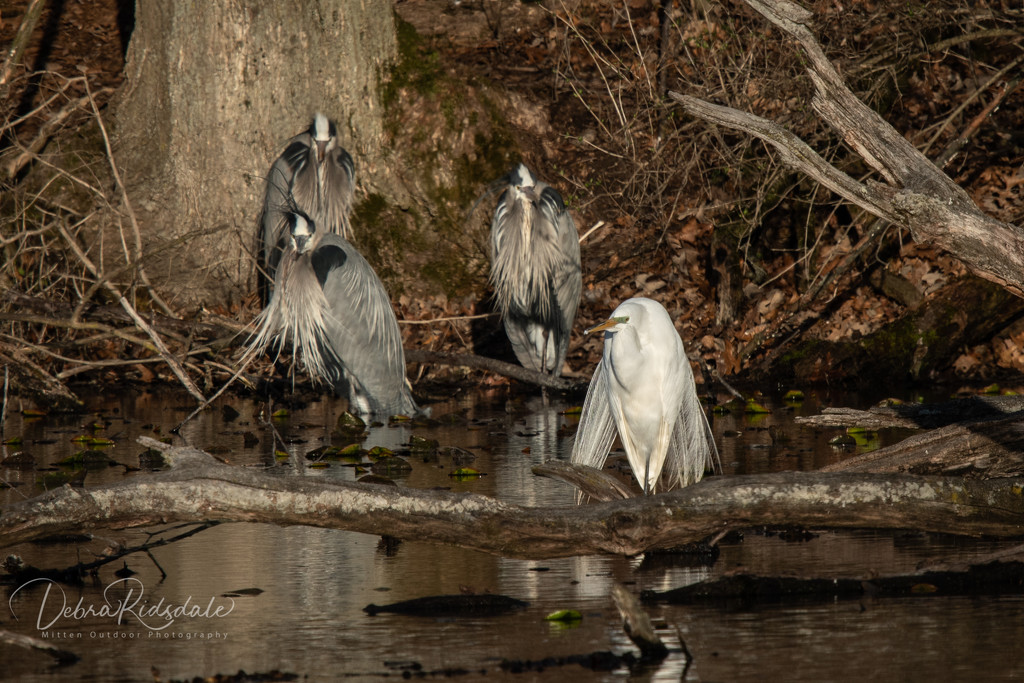 Egret with three henchmen  by dridsdale
