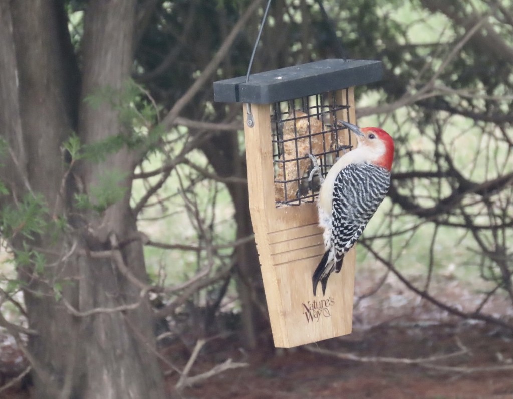 Red-bellied woodpecker by kimhearn