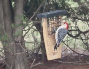 6th Apr 2021 - Red-bellied woodpecker