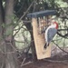 Red-bellied woodpecker by kimhearn