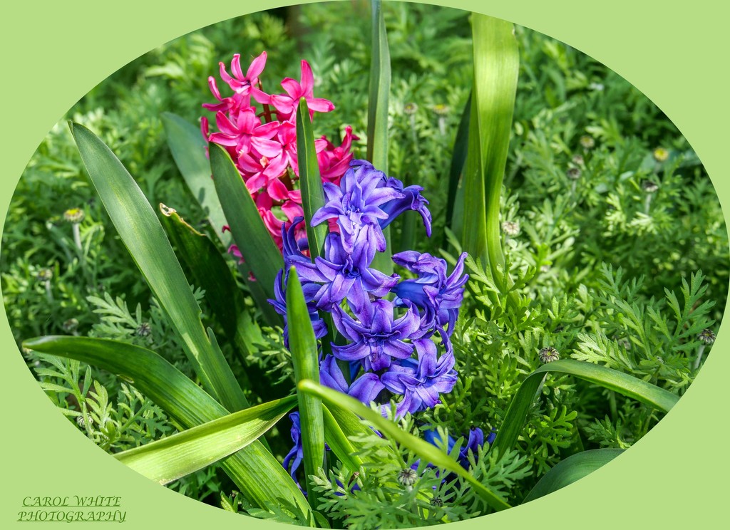 Hyacinths by carolmw