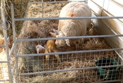 4th Apr 2021 - New Born Lambs