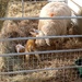 New Born Lambs by davemockford