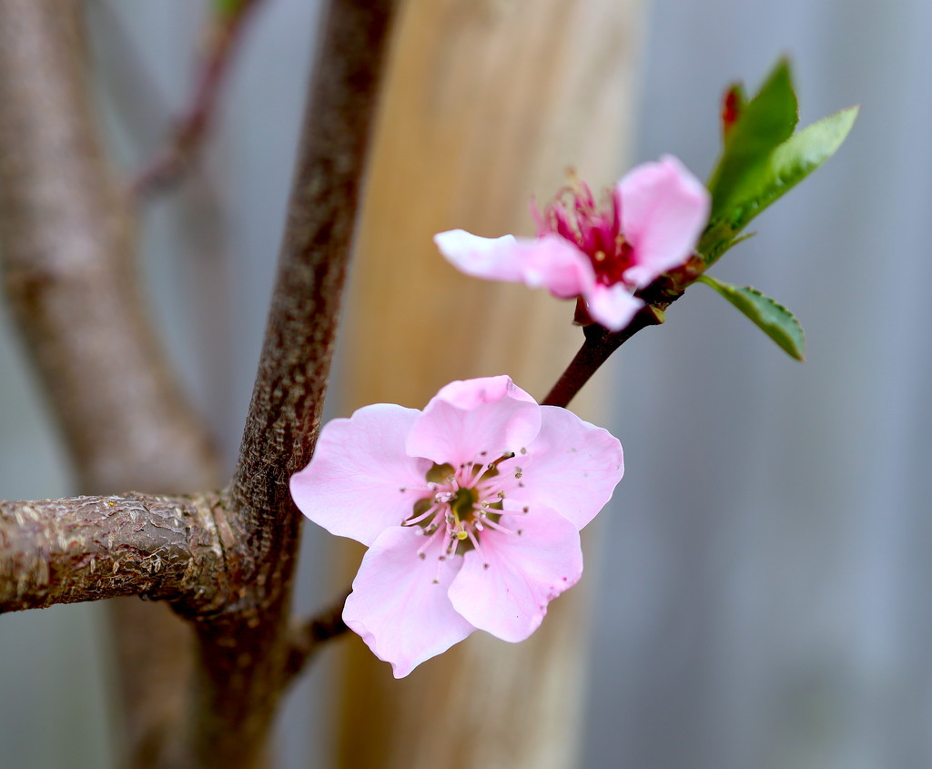 Peach Blossom by davemockford