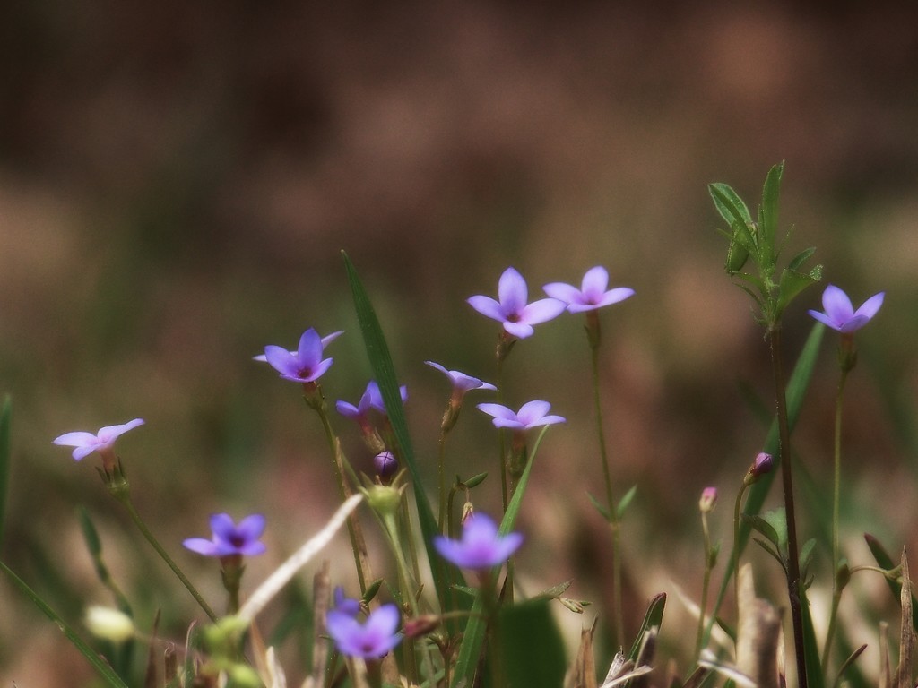 A small cluster of tiny bluets... by marlboromaam