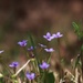 A small cluster of tiny bluets... by marlboromaam