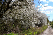 5th Apr 2021 - Blackthorn Blossom