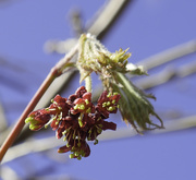 5th Apr 2021 - Acer.