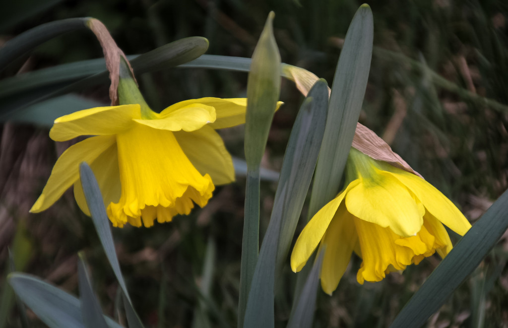 Daffodils by mittens