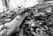 5th Apr 2021 - On The Forest Floor