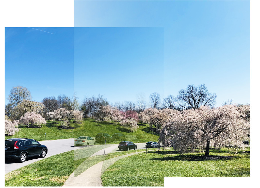 The Cherry Blossom Trees At Ault Park by yogiw