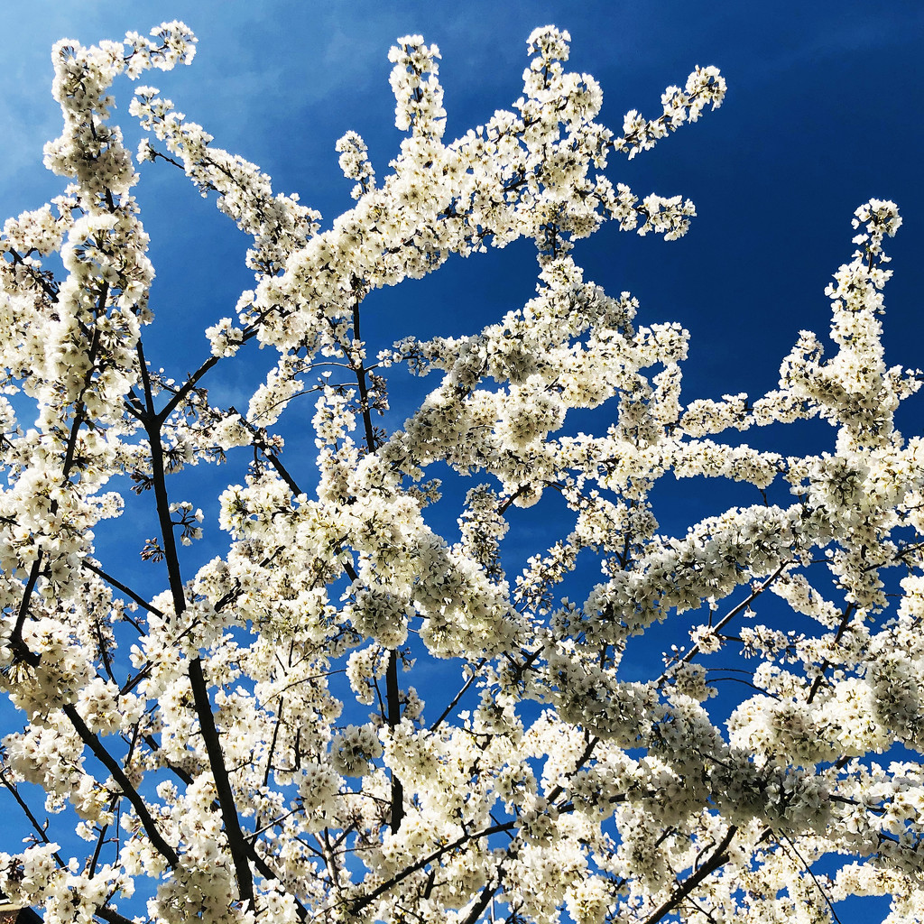 Our Cherry Blossom Tree II by yogiw