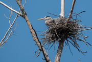 3rd Apr 2021 - Nest-Sitting Heron