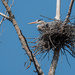 Nest-Sitting Heron by jyokota