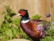 5th Apr 2021 -  Pheasant on the Rockery 